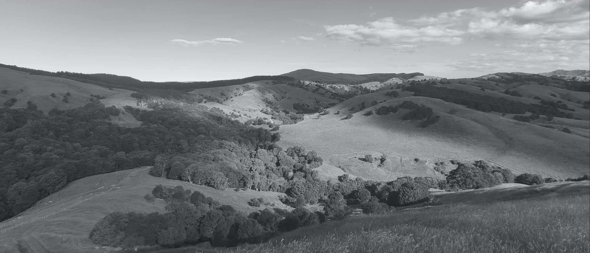 Photo of Windrush paddock, Hapua